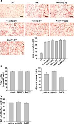 P2X7 Activation Enhances Lipid Accumulation During Adipocytes Differentiation Through Suppressing the Expression of Sirtuin-3, Sirtuin-5, and Browning Genes